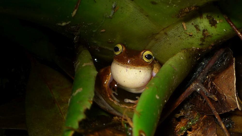 Bokermannohyla astartea ist in Brasilien endemisch. Sein natürlicher Lebensraum sind feuchte Tieflandwälder.