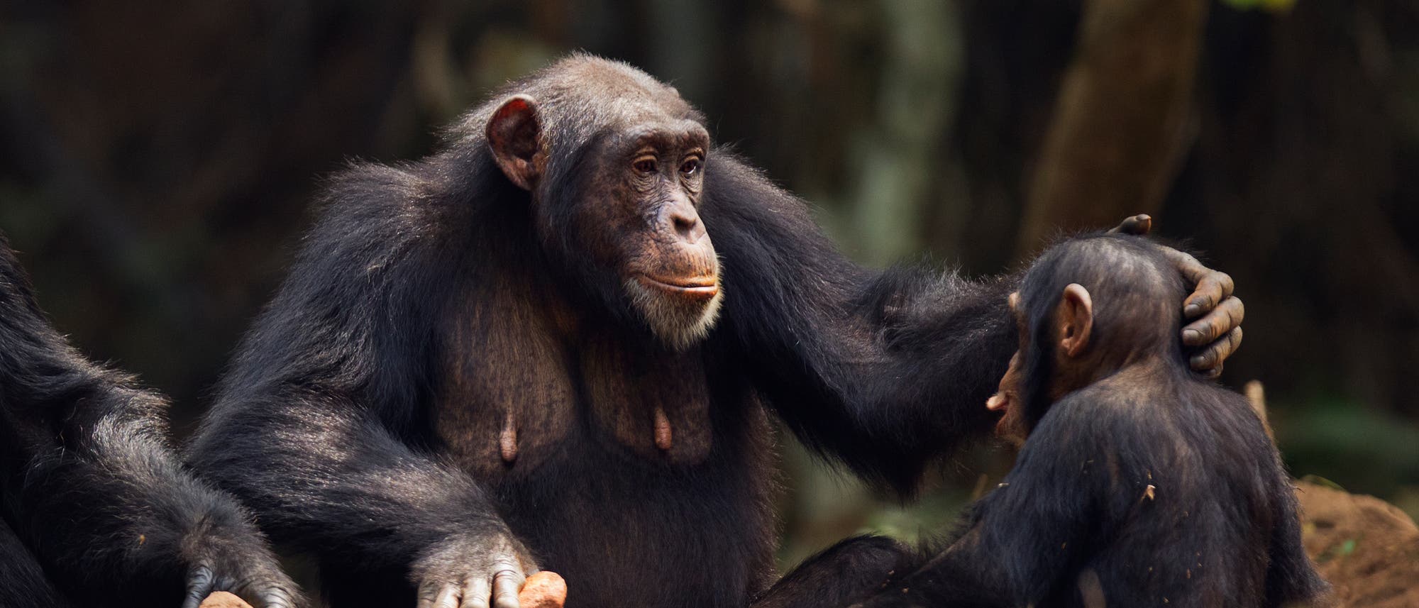 Eine Gruppe von Schimpansen sitzt im Wald. Ein erwachsener Schimpanse berührt sanft den Kopf eines jüngeren Schimpansen, während ein weiterer Schimpanse danebensitzt und einen Stein hält. Die Szene vermittelt Fürsorge und soziale Interaktion in der natürlichen Umgebung der Tiere. Im Hintergrund sind Bäume und weitere Pflanzen zu sehen. Eine Gruppe von Schimpansen sitzt im Wald. Ein erwachsener Schimpanse berührt sanft den Kopf eines jüngeren Schimpansen, während ein weiterer Schimpanse danebensitzt und einen Stein hält. Die Szene vermittelt Fürsorge und soziale Interaktion in der natürlichen Umgebung der Tiere. Im Hintergrund sind Bäume und weitere Pflanzen zu sehen.