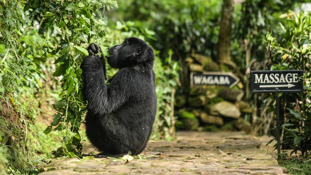 Berggorilla im schrumpfenden Wald