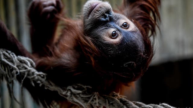 Porträt eines Orang-Utans, der über Kopf ist