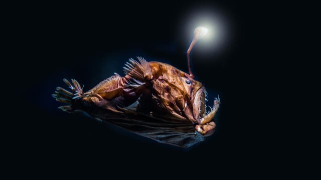 Anglerfisch