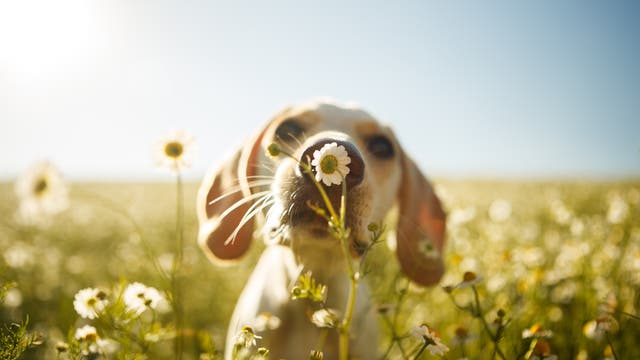 Hund schnüffelt an Blume