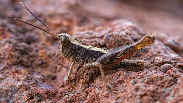 Eine braune Heuschrecke sitzt auf einem felsigen, rötlichen Untergrund. Die Textur des Felsens ist rau und uneben, was die Tarnung des Insekts unterstützt. Die Heuschrecke hat lange Antennen und ist seitlich zu sehen.