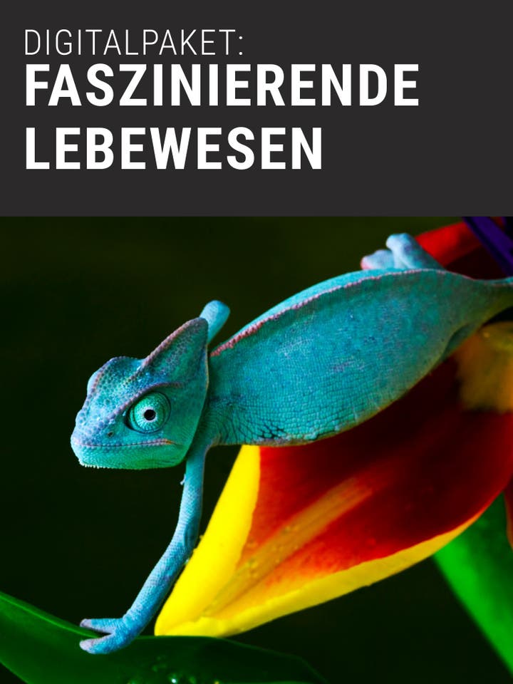  Digitalpaket: Faszinierende Lebewesen